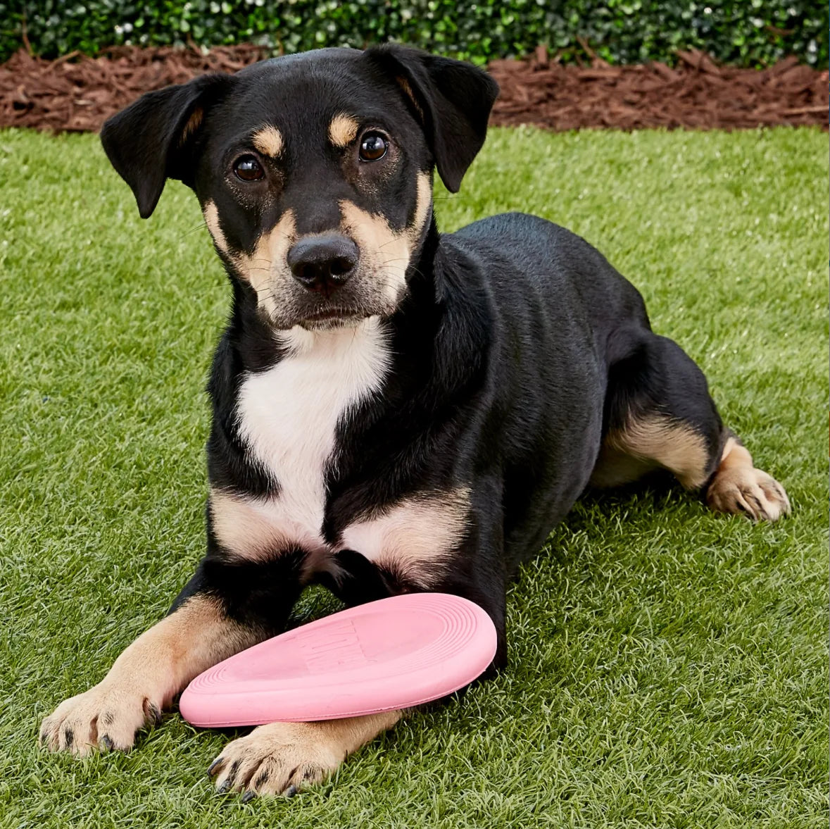 KONG Disc Toy for Puppies